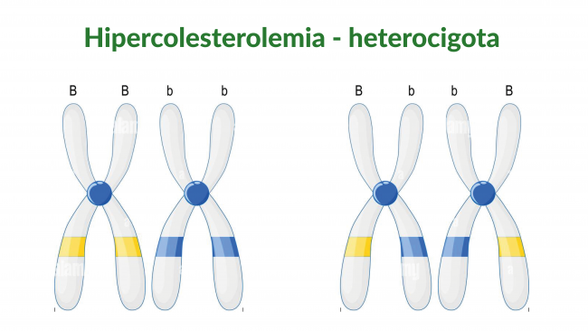 Hipercolesterolemia Familiar - Blog Mendelics