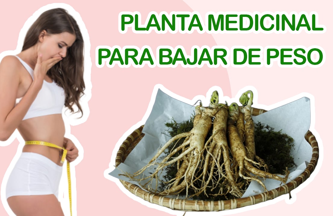 Ginseng Una Planta Medicinal Para Bajar De Peso Nuevas Evas